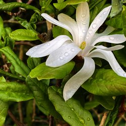 Frühling VI